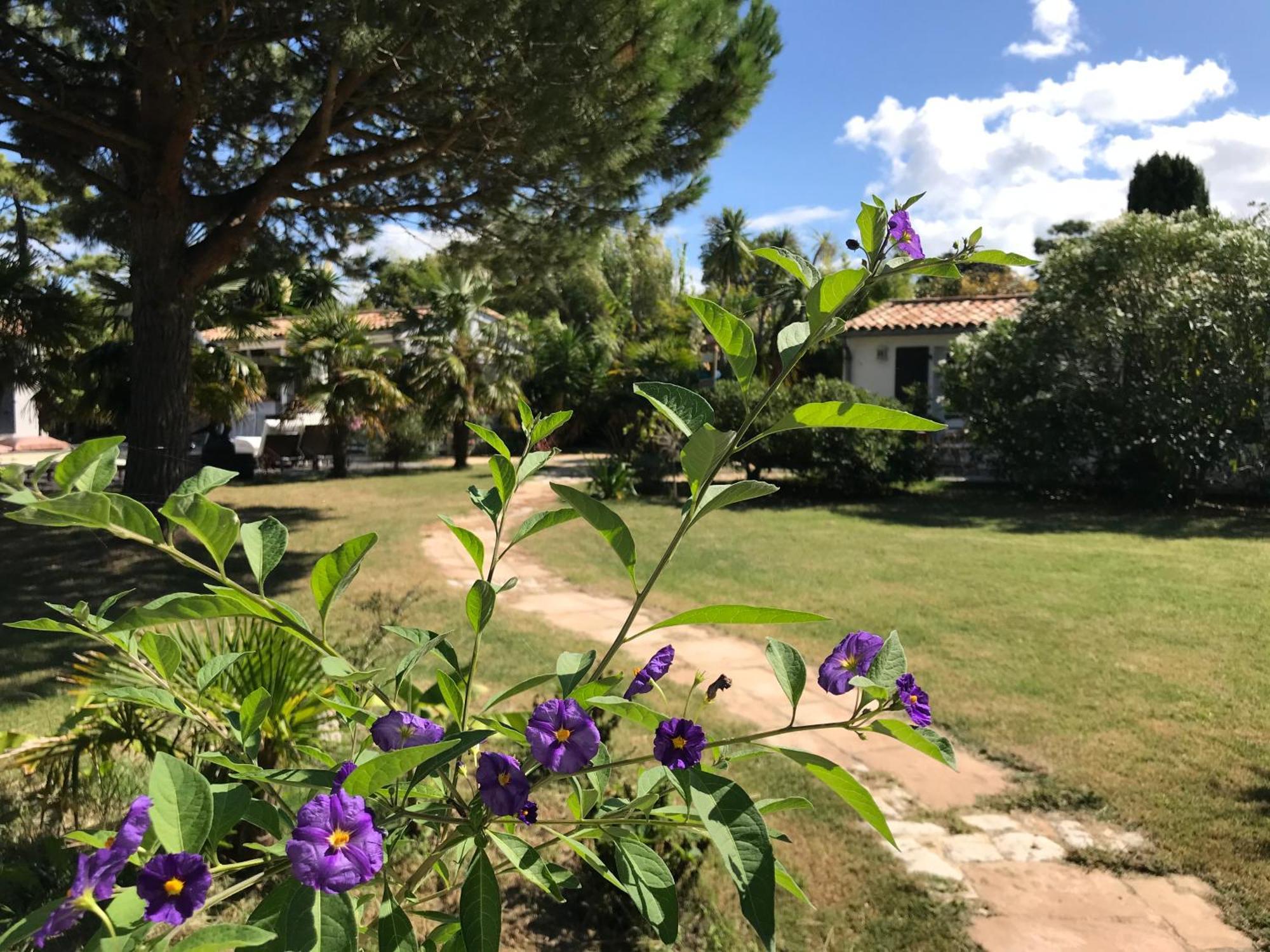 Le Jardin Des Portes Bed & Breakfast Les Portes-en-Re Eksteriør bilde